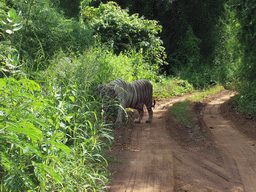 White tiger at our safari in Sanjay Gandhi National Park