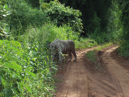 White tiger at our safari in Sanjay Gandhi National Park