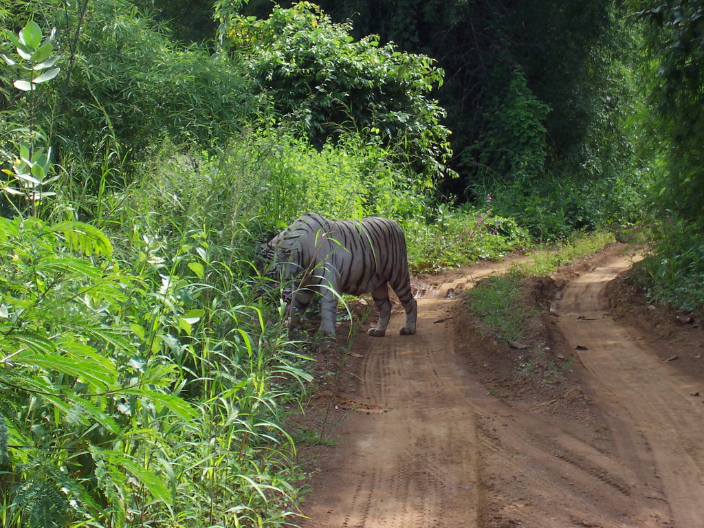 White tiger at our safari in Sanjay Gandhi National Park