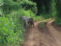 White tiger at our safari in Sanjay Gandhi National Park