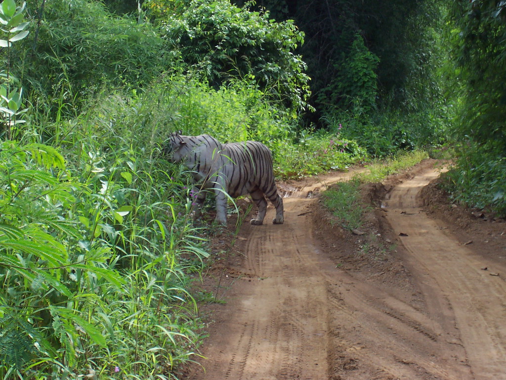 White tiger at our safari in Sanjay Gandhi National Park