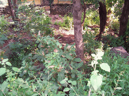 Plants in Sanjay Gandhi National Park