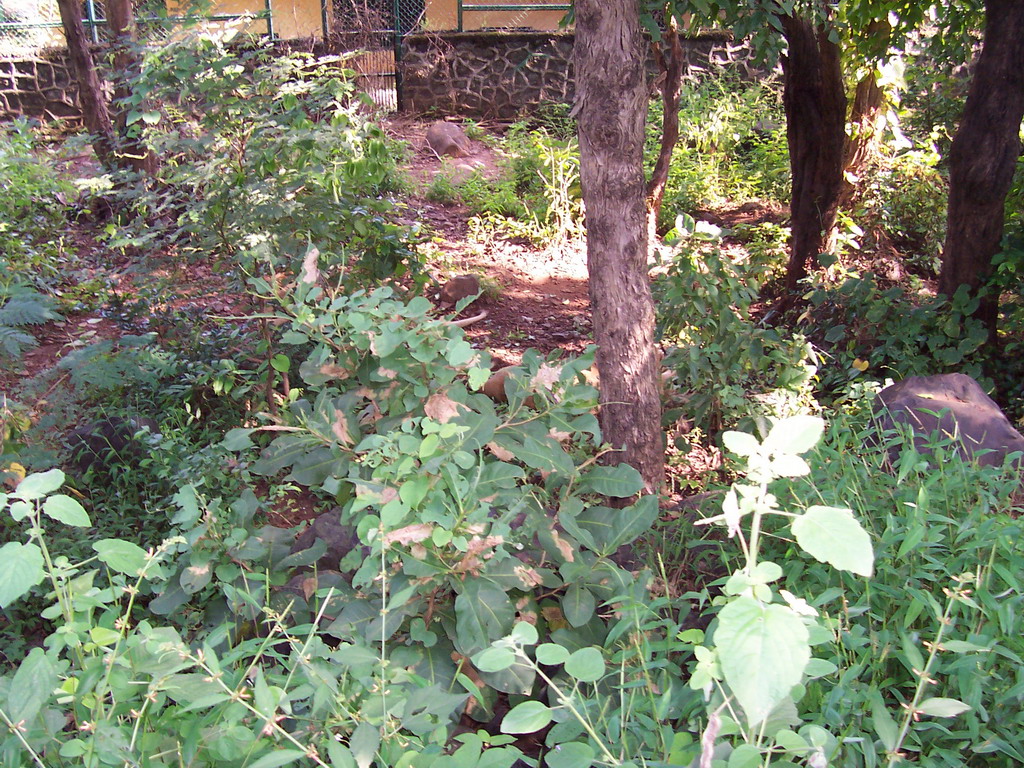 Plants in Sanjay Gandhi National Park