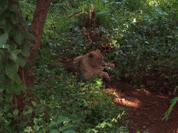 Lion in Sanjay Gandhi National Park