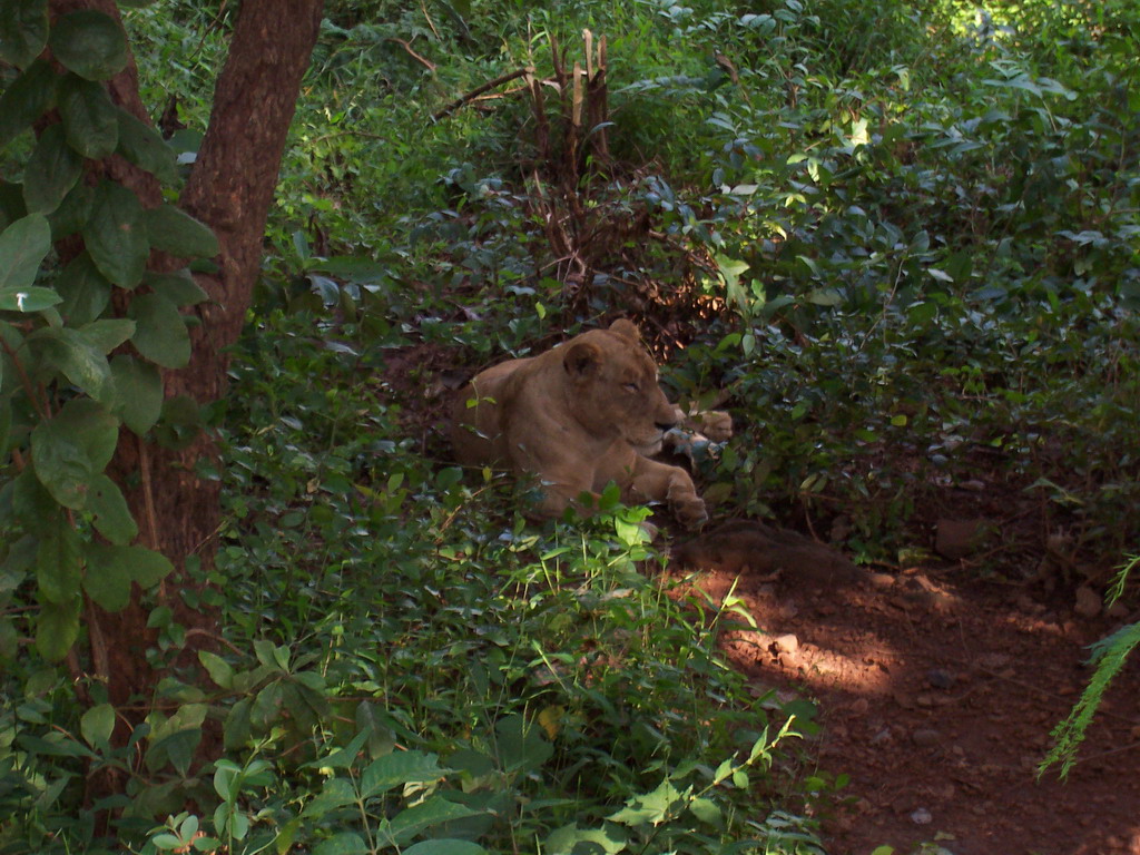 Lion in Sanjay Gandhi National Park