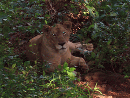 Lion in Sanjay Gandhi National Park