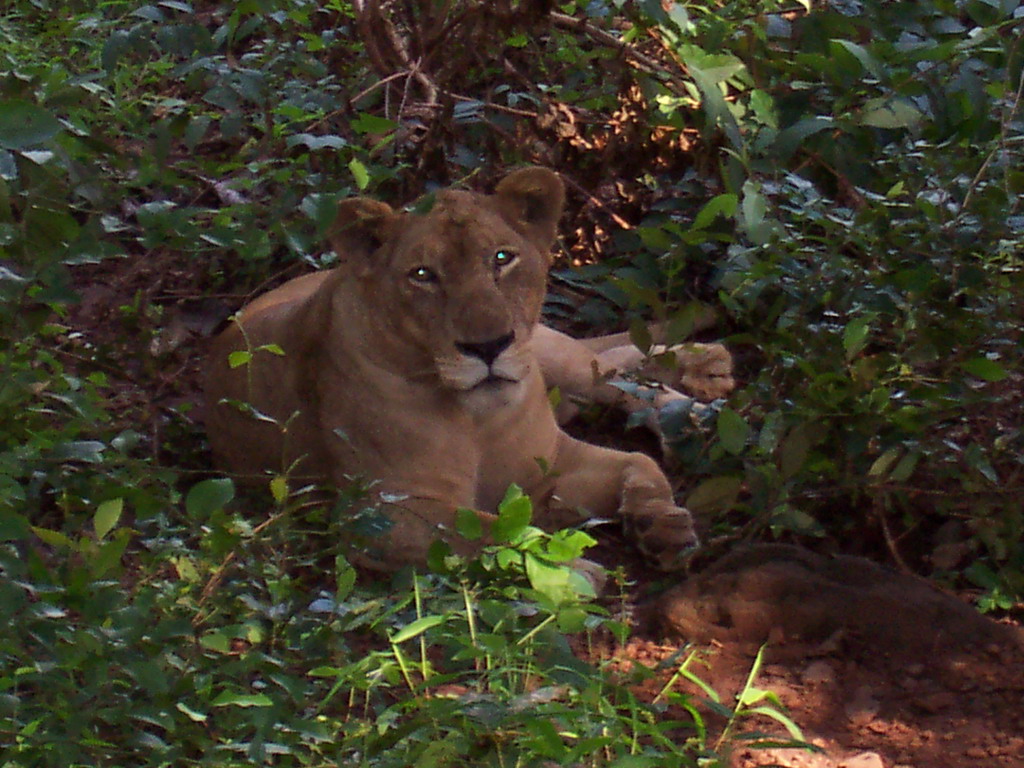 Lion in Sanjay Gandhi National Park