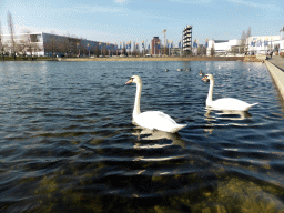 Swans in the north lake in front of the International Congress Center Munich