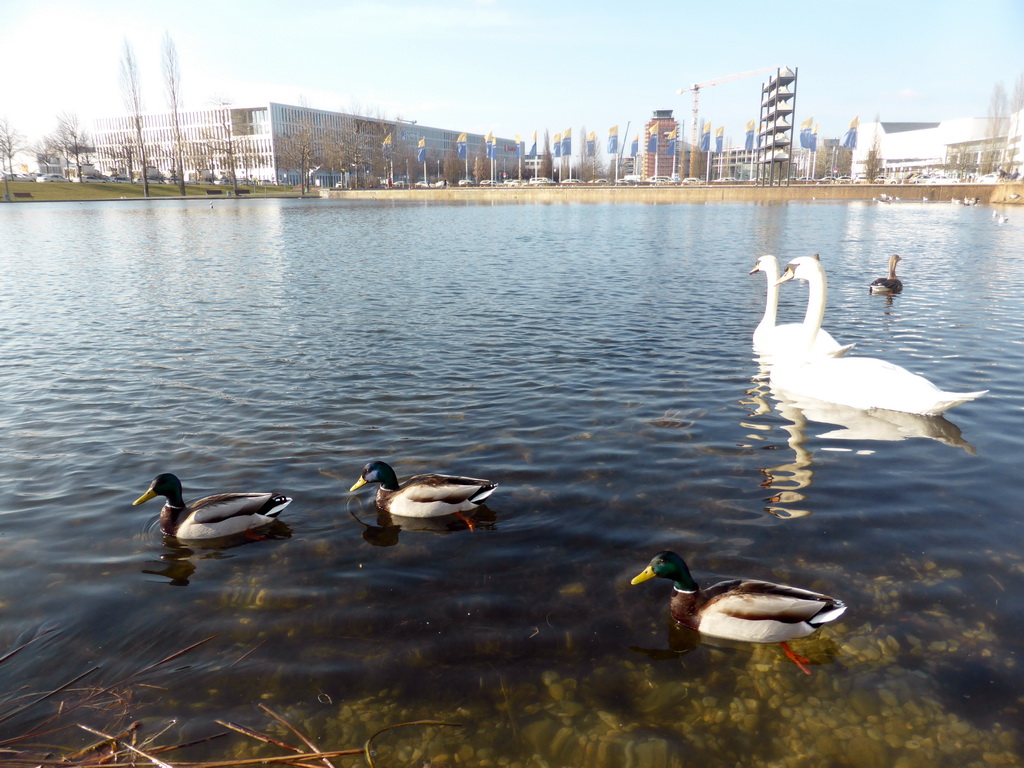 Swans and ducks in the north lake in front of the International Congress Center Munich