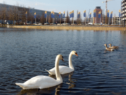Swans and ducks in the north lake in front of the International Congress Center Munich