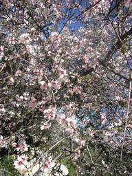 Flower tree