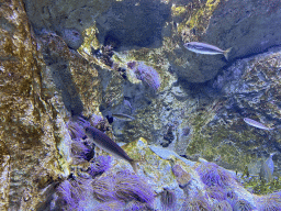Bogues and sea anemones at the Acquario di Napoli aquarium
