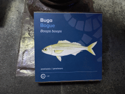 Explanation on the Bogue at the Acquario di Napoli aquarium