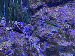 Sea Urchin and fishes at the Acquario di Napoli aquarium