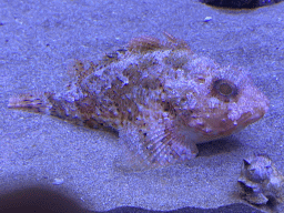 Fish at the Acquario di Napoli aquarium