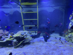 Diver, Blue Tangs, other fish and coral at the Acquario di Napoli aquarium