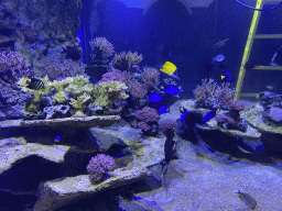Blue Tangs, other fish and coral at the Acquario di Napoli aquarium