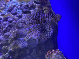 Lionfish at the Acquario di Napoli aquarium