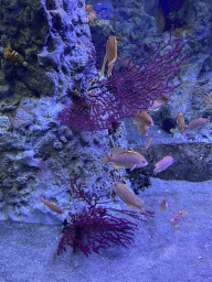 Swallowtail Sea Perches and coral at the Acquario di Napoli aquarium