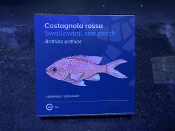 Explanation on the Swallowtail Sea Perch at the Acquario di Napoli aquarium