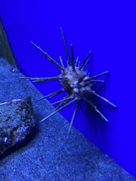 Sea Urchin at the Acquario di Napoli aquarium
