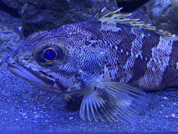 Blackbelly Rosefish at the Acquario di Napoli aquarium