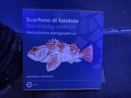 Explanation on the Blackbelly Rosefish at the Acquario di Napoli aquarium