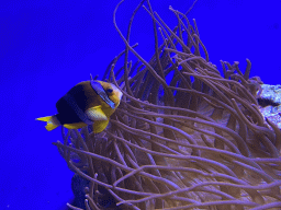 Fish and sea anemones at the Acquario di Napoli aquarium