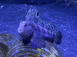 Fish at the Acquario di Napoli aquarium