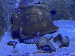 Moray Eels at the Acquario di Napoli aquarium