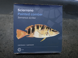 Explanation on the Painted Comber at the Acquario di Napoli aquarium