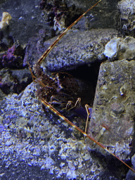 Spiny Lobster at the Acquario di Napoli aquarium