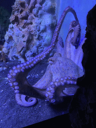 Octopus at the Acquario di Napoli aquarium
