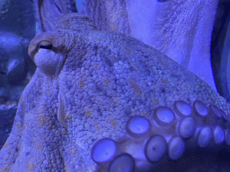 Head of an Octopus at the Acquario di Napoli aquarium