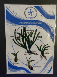 Information on the life cycle of the Posidonia Oceanica plant at the Acquario di Napoli aquarium