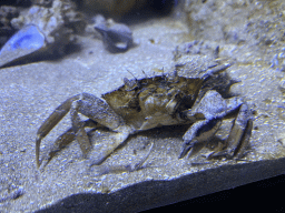 Crab at the Acquario di Napoli aquarium