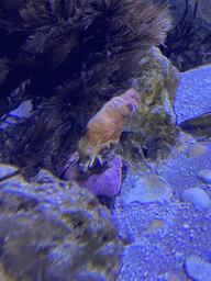 Coral at the Acquario di Napoli aquarium