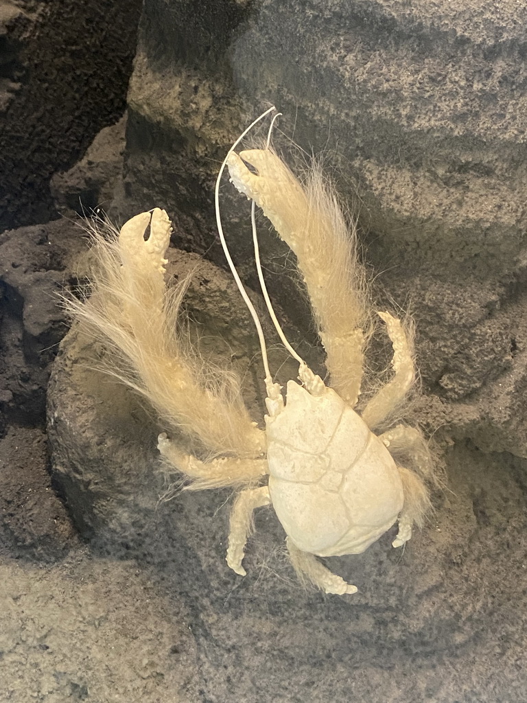 Hairy Crab at the Museo Darwin Dohrn museum