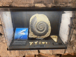 Fossils and Megalodon tooth at the Museo Darwin Dohrn museum, with explanation