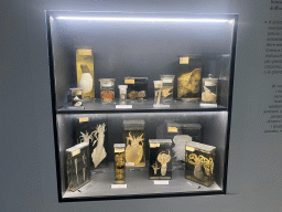 Molluscs in formaldehyde at the Museo Darwin Dohrn museum, with explanation