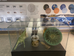Fossils and starfish in formaldehyde at the Museo Darwin Dohrn museum, with explanation