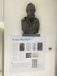Bust and information on Ernst Haeckel at the Museo Darwin Dohrn museum