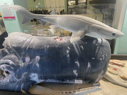 Stuffed Bluntnose Sixgill Shark and Sperm Whale at the Museo Darwin Dohrn museum, with explanation