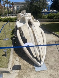 Skeleton of a Sperm Whale in the garden of the Museo Darwin Dohrn museum