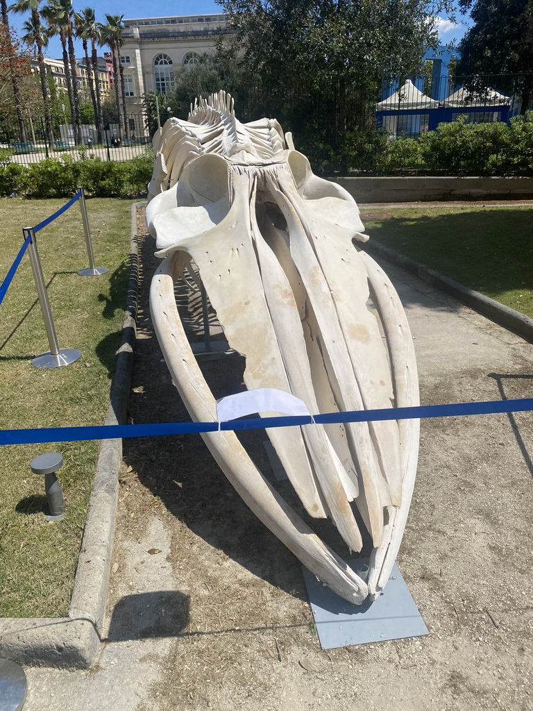 Skeleton of a Sperm Whale in the garden of the Museo Darwin Dohrn museum