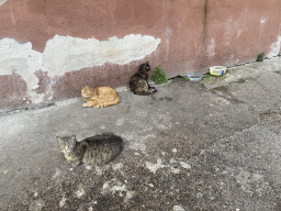Cats at the Cupa Casoria street