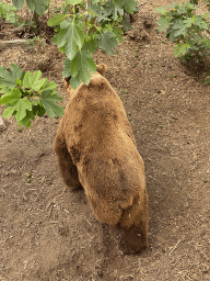 Eurasian Brown Bear at the Zoo di Napoli