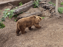 Eurasian Brown Bear at the Zoo di Napoli