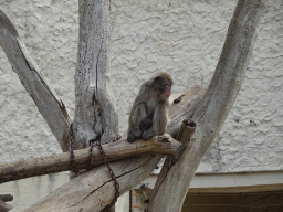Japanese Macaque at the Zoo di Napoli
