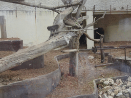 Japanese Macaques at the Zoo di Napoli